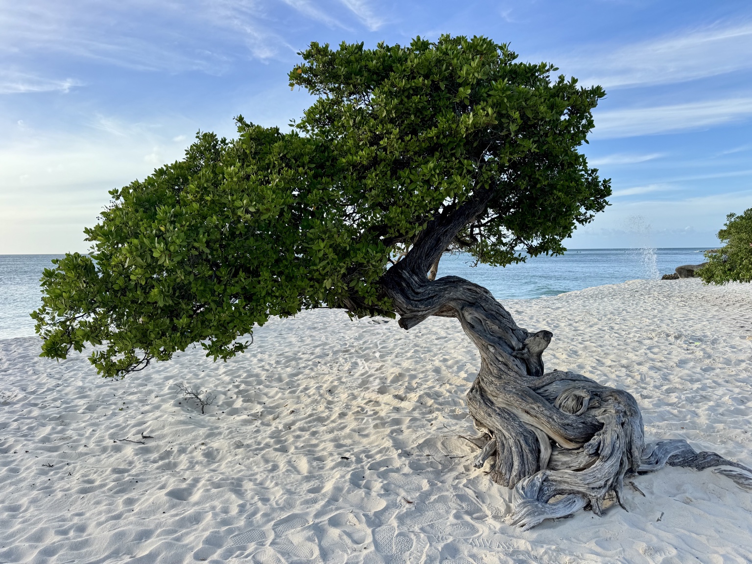 Beach tree