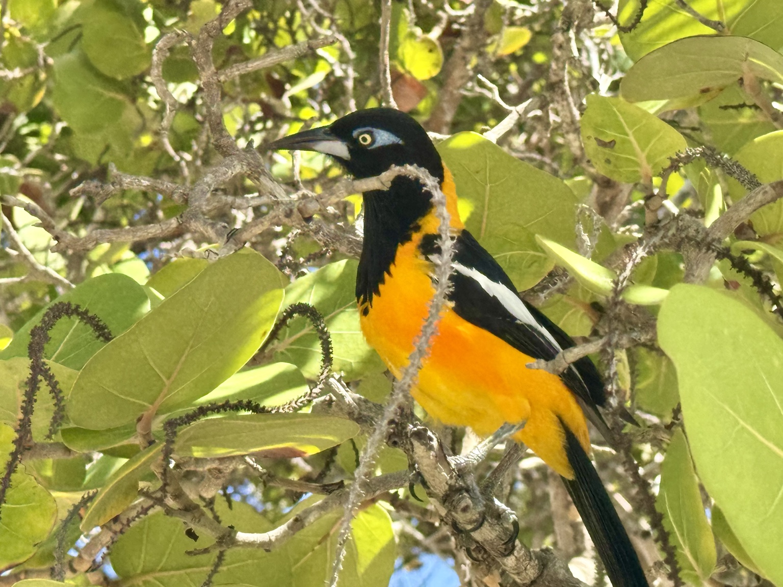 Bird