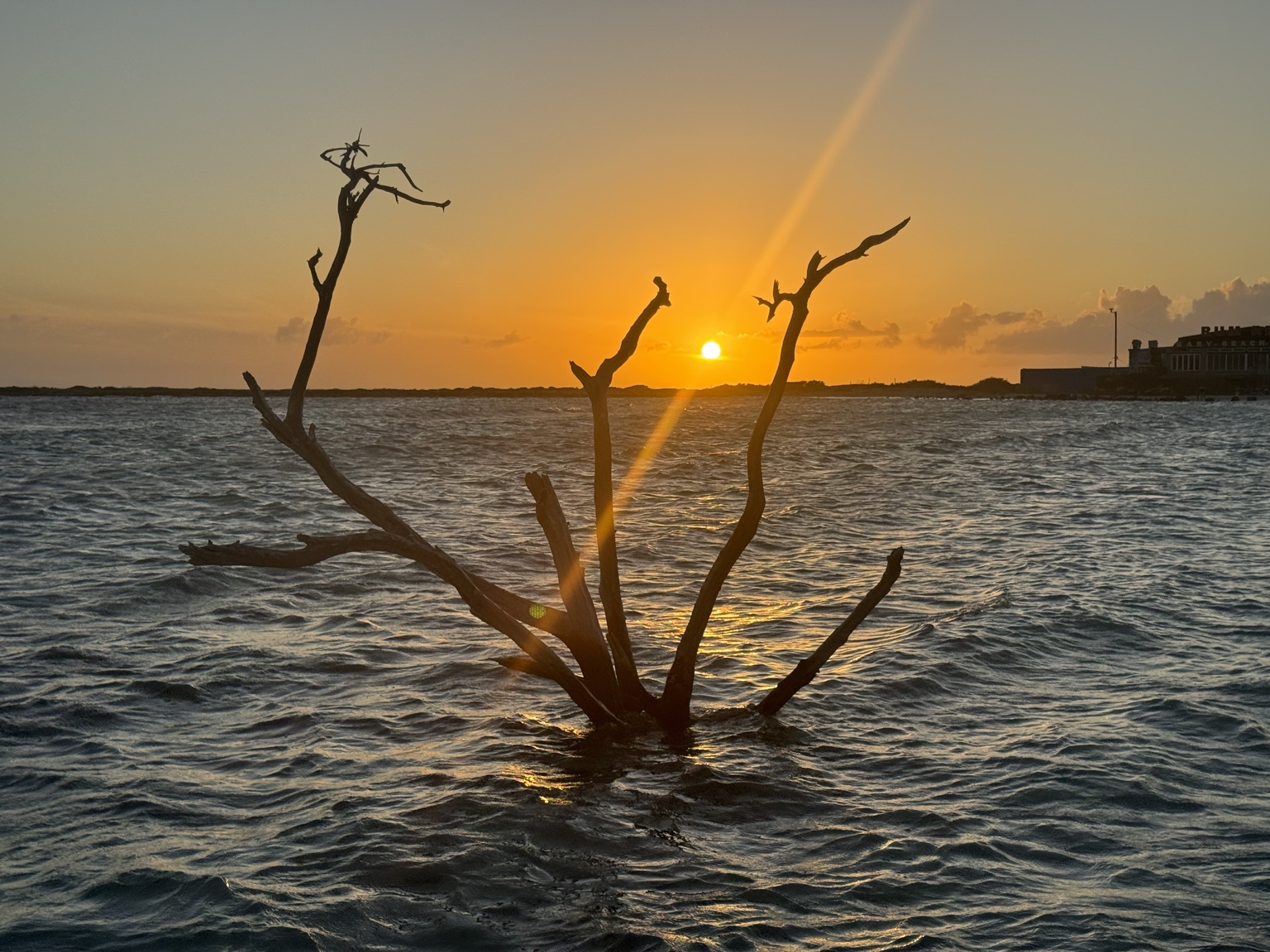 Sunset and driftwood