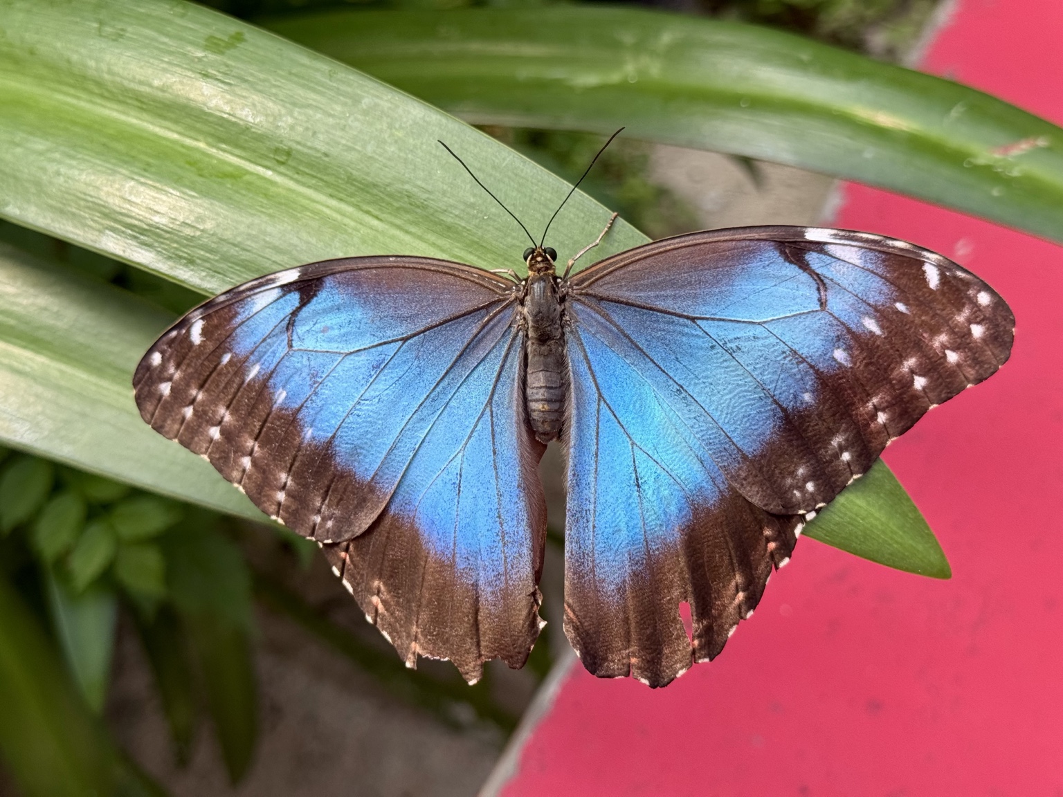 Blue butterfly