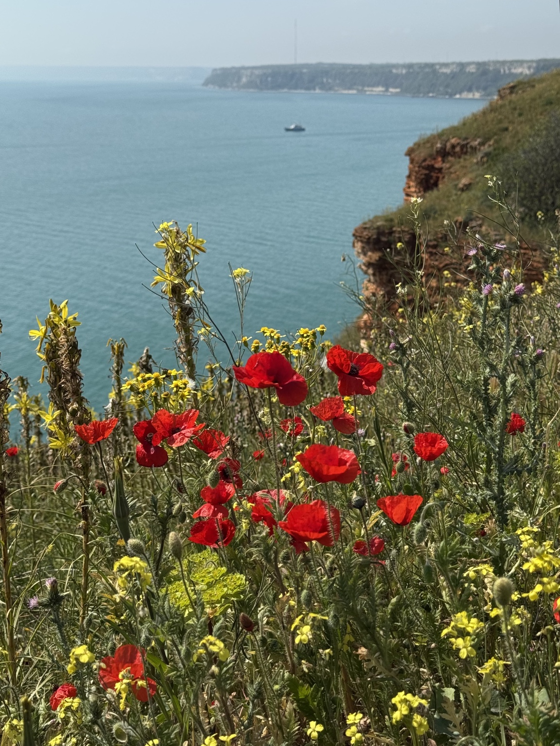 Coastal wildflowers
